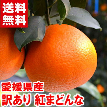 愛媛県産 紅まどんな 訳ありみかん王国「愛媛」の貴婦人！お歳暮 ギフト 紅まどんな 訳あり北海道、沖縄・一部離島は発送不可