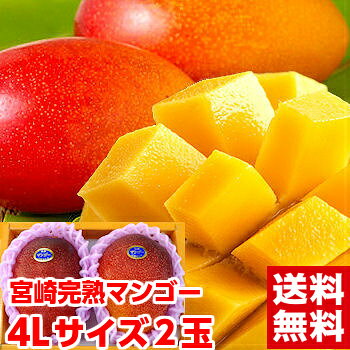 乐天商城 - スポット入荷！期間限定価格♪宮崎マンゴー 超大玉4Lサイズ2個自然落下まで樹上完熟させた果汁は絶品！北海道、沖縄、一部離島は別途1,000円