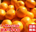 見た目は良くありませんが味は抜群です♪訳あり三ヶ日・浜名湖み...