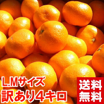 見た目は良くありませんが味は抜群です♪訳あり三ヶ日・浜名湖みかんLMサイズ4Kg北海道、沖縄・一部離島は発送不可