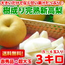 送料無料 新高梨 梨 フルーツギフトまさに笑激の大きさ!!し...