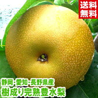 樹成り完熟豊水梨 秀品ハイテク光センサー選果で安心最高レベルの糖度13度以上を厳選!北海道、沖縄、一部離島は別途1,000円