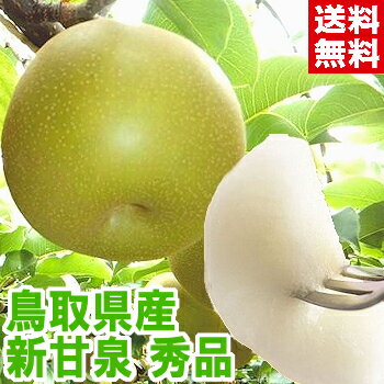 鳥取県産 新甘泉 秀品20世紀梨を進化させた新品種！北海道、沖縄、一部離島は別途1,000円のサムネイル