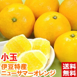 伊豆特産 小玉ニューサマーオレンジ 赤秀Sサイズ小玉サイズだからお買い得♪白い綿の部分が食べれる不思議柑橘！夏の訪れを告げる風物詩♪北海道、沖縄・離島は発送不可