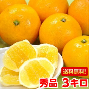 白い綿の部分が食べれる不思議柑橘！夏の訪れを告げる風物詩♪伊豆特産ニューサマーオレンジ3kg北海道、沖縄・離島は発送不可