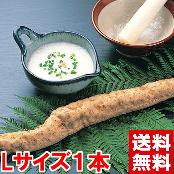 静岡県産 自然薯 Lサイズ1本別名「山うなぎ」と呼ばれるほど栄養満点!ギフト 静岡 自然薯北海道、沖縄、一部離島は別途1,000円