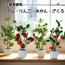 造花 ライム りんご ざくろ みかん 人工観葉植物 フェイクグリーン 盆栽 鉢植え 果物 かわいい おしゃれ 観葉植物 水やり不要 枯れない花 インテリア 飾り...