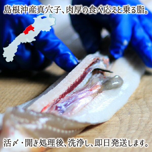 活〆・開き 天然真穴子 (生・冷蔵) 中サイズ 650g (4〜5尾) 島根県山陰沖産 送料無料