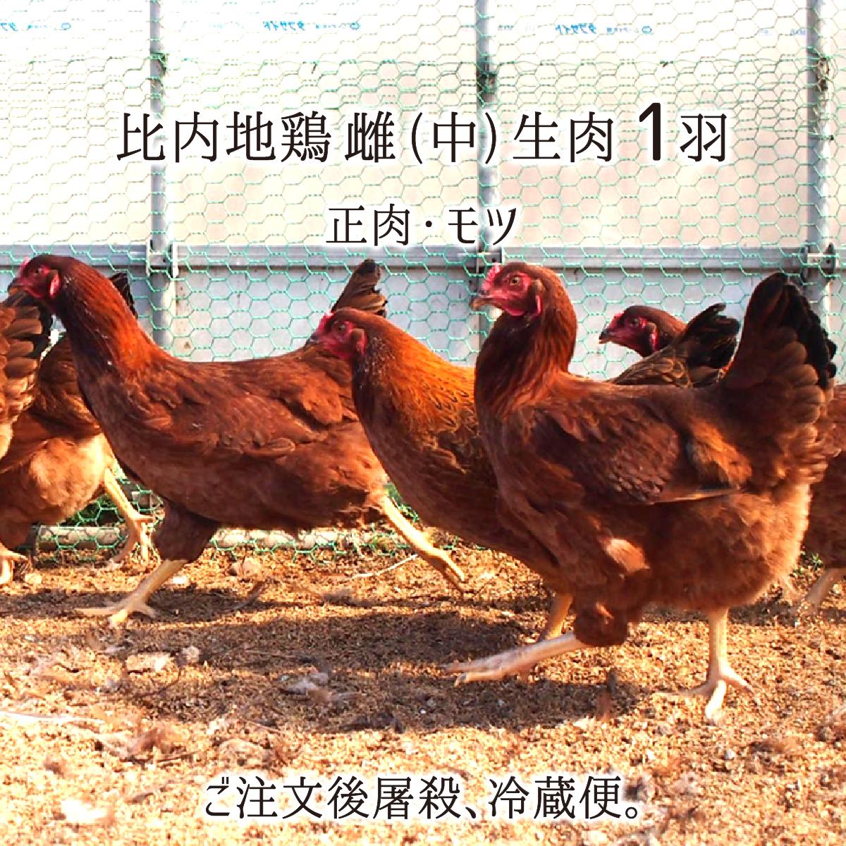 比内地鶏 雌 中型 1羽 生肉(正肉 約1.1kg・もつ 約150g) 秋田県大仙市産 むね/もも/ささみ/せせり/手羽先/皮/ぼんじり/ハツ/レバー/砂肝 送料無料のサムネイル