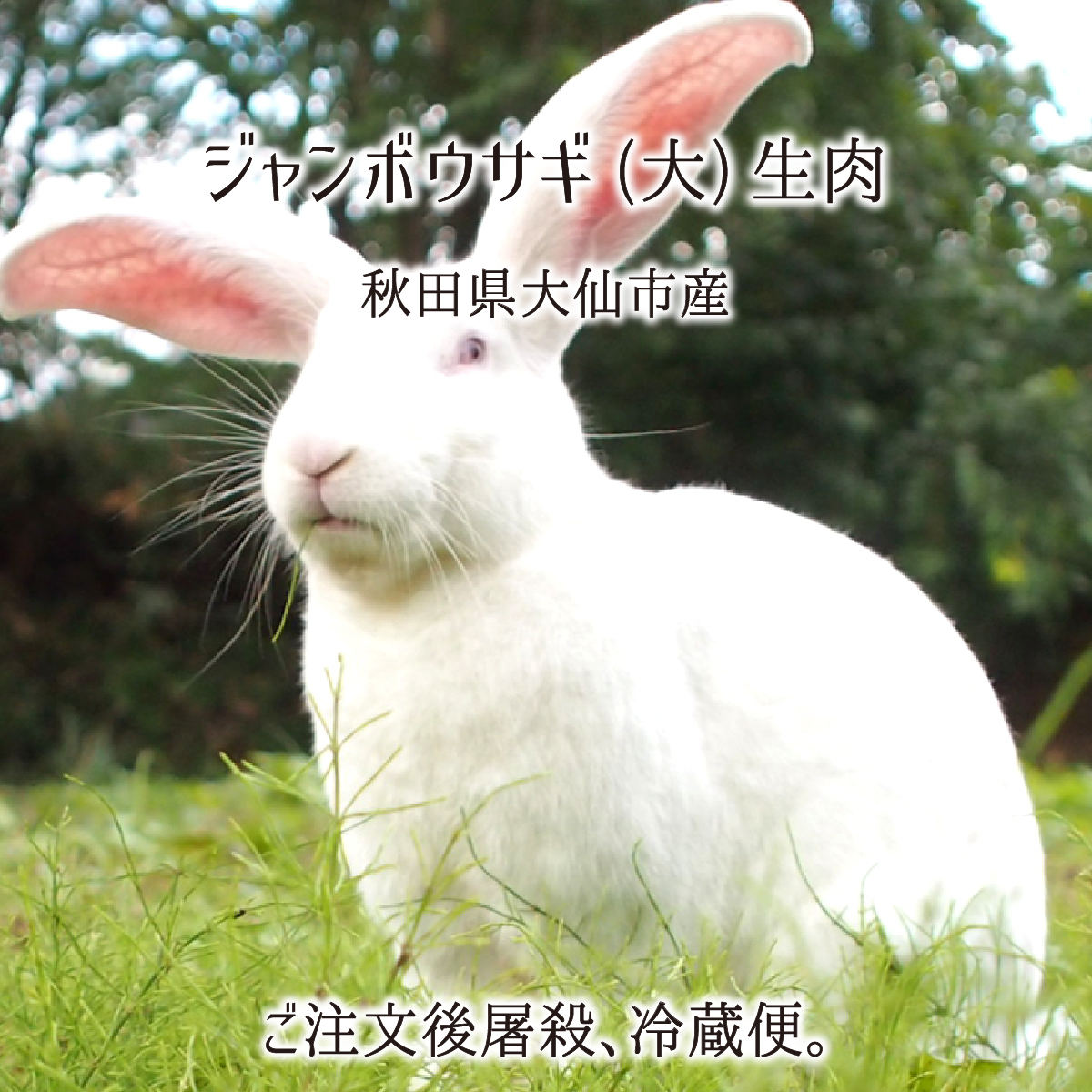 ジャンボウサギ 大型 半羽 1羽 2羽 生肉(約1.6kg/1羽) 秋田県大仙市産 むね/もも/うで/はら/ハツ/レバー/タン/腎臓 国産 兎 ラパン 送料無料