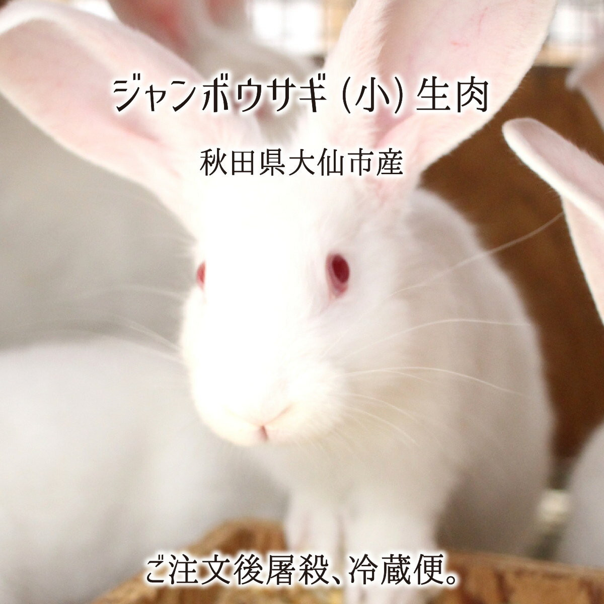 ジャンボウサギ 小型 半羽 1羽 2羽 生肉(約1.2kg/1羽) 秋田県大仙市産 むね/もも/うで/はら/ハツ/レバー/タン/腎臓 国産 兎 ラパン 送料無料