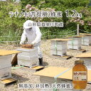 菩提樹蜂蜜(糖度80以上、純度90以上) 無添加 非加熱 全原材料国産 天然 純粋蜂蜜 山形県真室川町産 シナノキ 2025年採蜜 1.2kg 送料無料