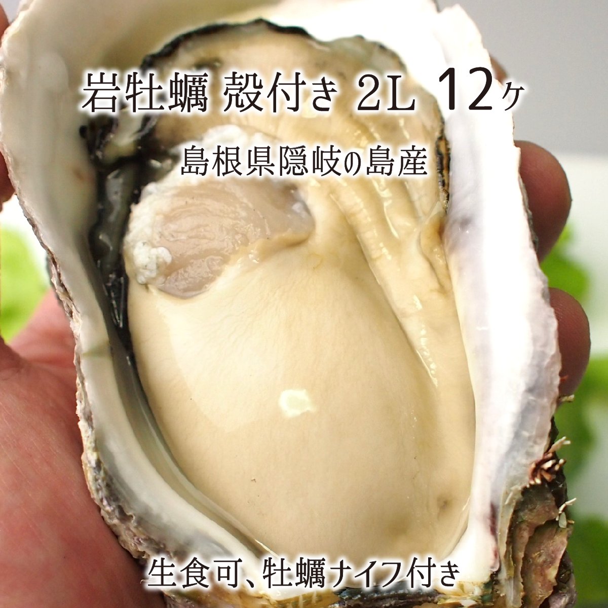 岩牡蠣(生食可) 2Lサイズ 12個 約4.5kg 