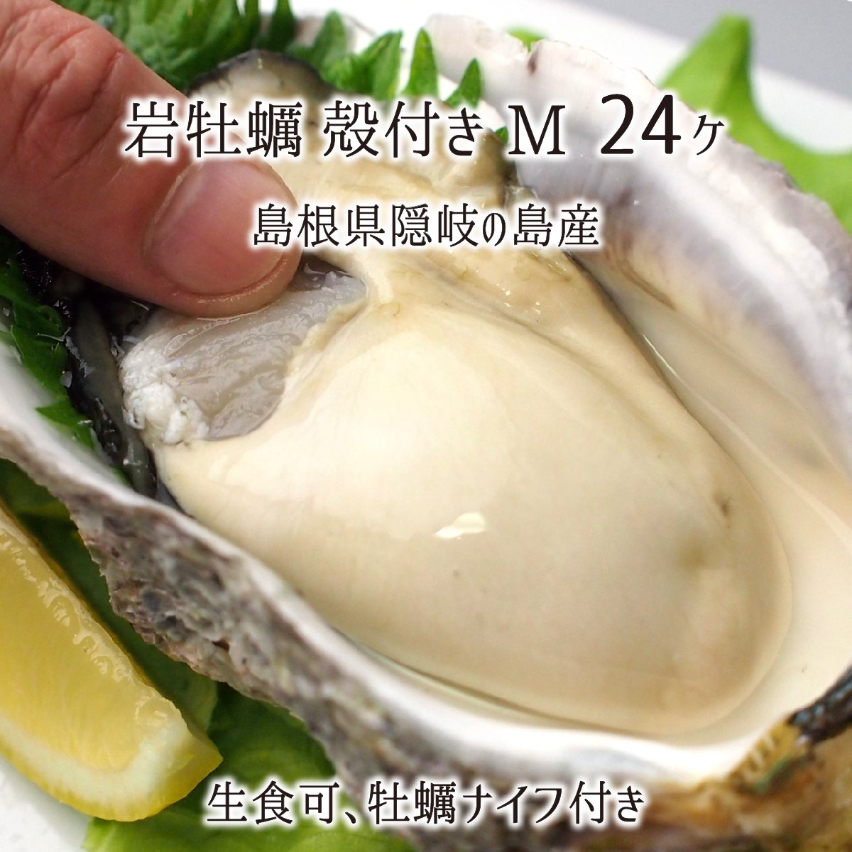 岩牡蠣(生食可) Mサイズ 24個 約7kg 島根県隠岐の島産 (体量251～300g、殻長12～15cm) カキナイフ付 岩カキ 5月下旬～6月中旬 送料無料