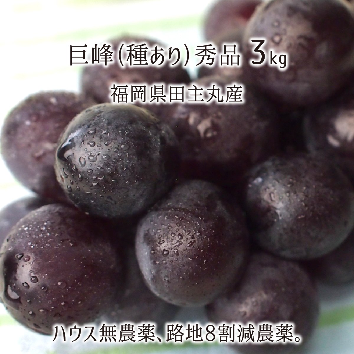 巨峰 秀品 3kg 種あり葡萄 ハウス無農薬 路地8割減農薬 無化学肥料栽培 6〜8房 福岡県田主丸産 ブドウ 8月上旬〜9月上旬 送料無料のサムネイル