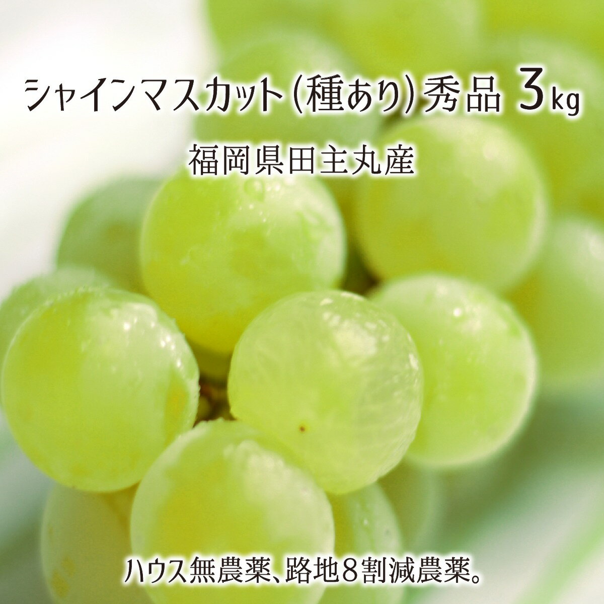 シャインマスカット 秀品 3kg 種あり葡萄 ハウス無農薬 路地8割減農薬 無化学肥料栽培 6〜8房 福岡県田主丸産 ブドウ 7月下旬〜9月上旬 送料無料のサムネイル