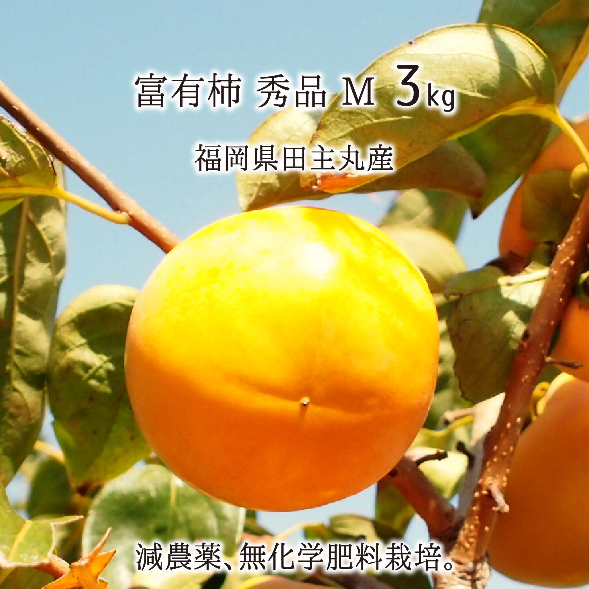富有柿 秀品 M 3kg 減農薬 無化学肥料 福岡県田主丸町産 柿 甘柿 12〜14玉 11月上旬〜1月中旬 送料無料のサムネイル