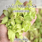 天然 ふきのとう 100g＋山菜3～5種 合計600～800g 山形県真室川町産 4月上旬～5月中旬 入山・採取当日チルド発送 放射能不検出 検査済 送料無料