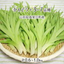 天然 かんぞう 100〜150g+山菜3〜7種 合計0.6〜1kg 山形県真室川町産 4月上旬〜4月中旬 入山・採取当日発送 放射能不検出 検査済 送料無料