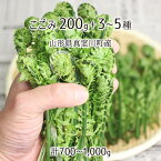 天然 こごみ 200g＋山菜3～5種 合計700～1000g 山形県真室川町産 4月中旬～5月中旬 入山・採取当日チルド発送 放射能不検出 検査済 送料無料