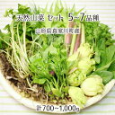 天然 山菜セット(5～7種類) 合計700～1000g 山形県真