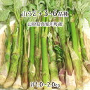 天然 山うど 400〜600g+山菜3〜6種 合計1.0〜1.5kg 山形県真室川町産 5月上旬〜5月下旬 入山・採取当日発送 放射能不検出 検査済 送料無料