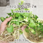 天然 山わさび(葉わさび) 300g＋山菜5～7種 合計1.0～1.5kg 山形県真室川町産 4月上旬～5月上旬 入山・採取当日チルド発送 放射能不検出 検査済 送料無料