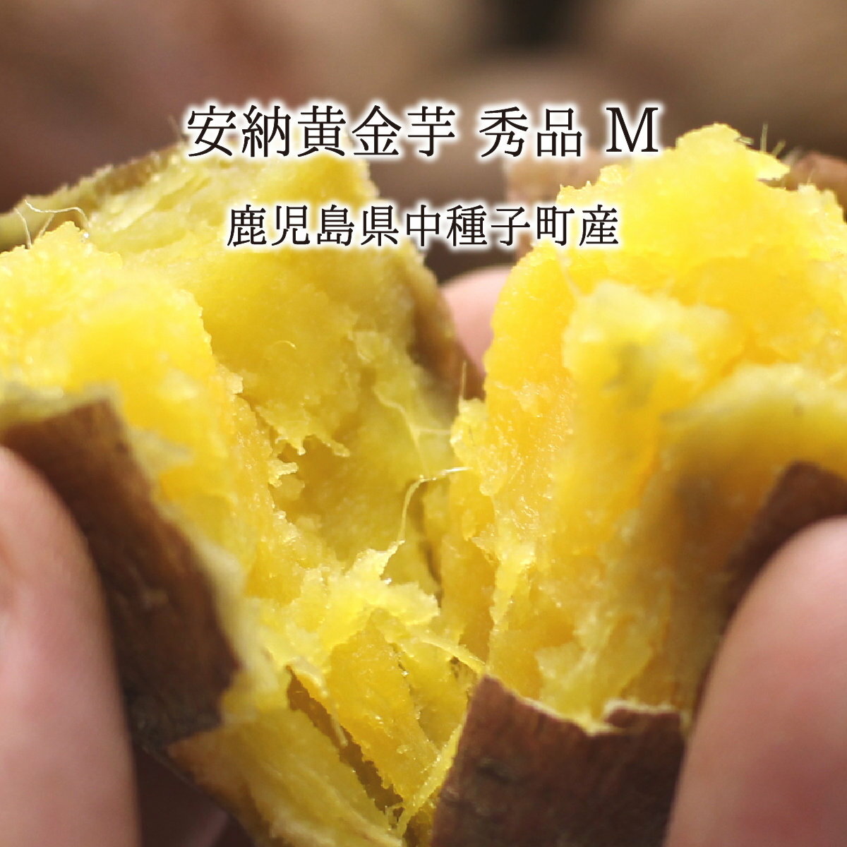 安納黄金芋 秀品 M 5kg 10kg 15kg 種子島 鹿児島県中種子町産 1ヶ月以上貯蔵熟成 安納芋 蜜芋 10月中旬〜2月下旬 送料無料のサムネイル