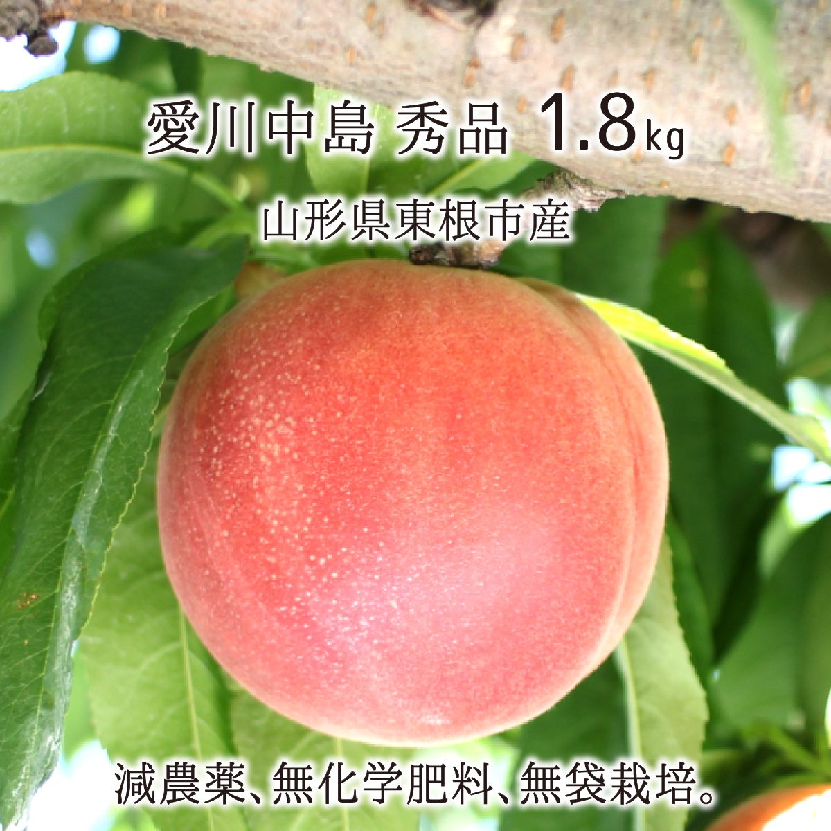 桃 愛川中島 秀品 約1.8kg 減農薬 無化学肥料 無袋 特別栽培 山形県東根市産 5〜7玉 8月中旬〜8月下旬 送料無料のサムネイル
