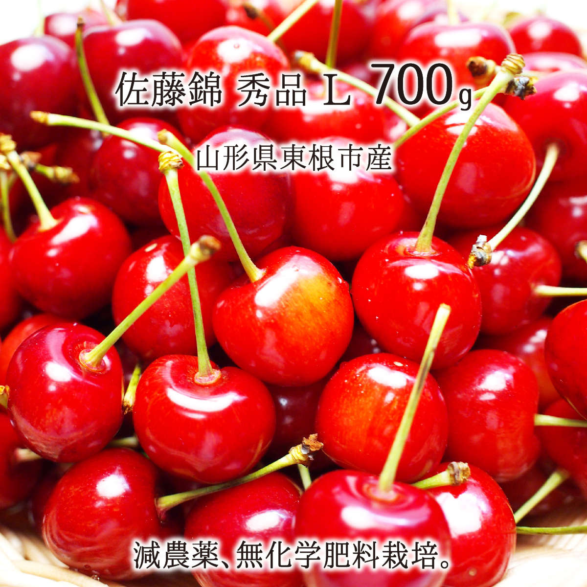 佐藤錦 秀品 L 1kg 特別栽培 さくらんぼ 山形県東根市産 減農薬 無化学肥料 6月中旬〜6月下旬 朝採り当日発送 送料無料のサムネイル