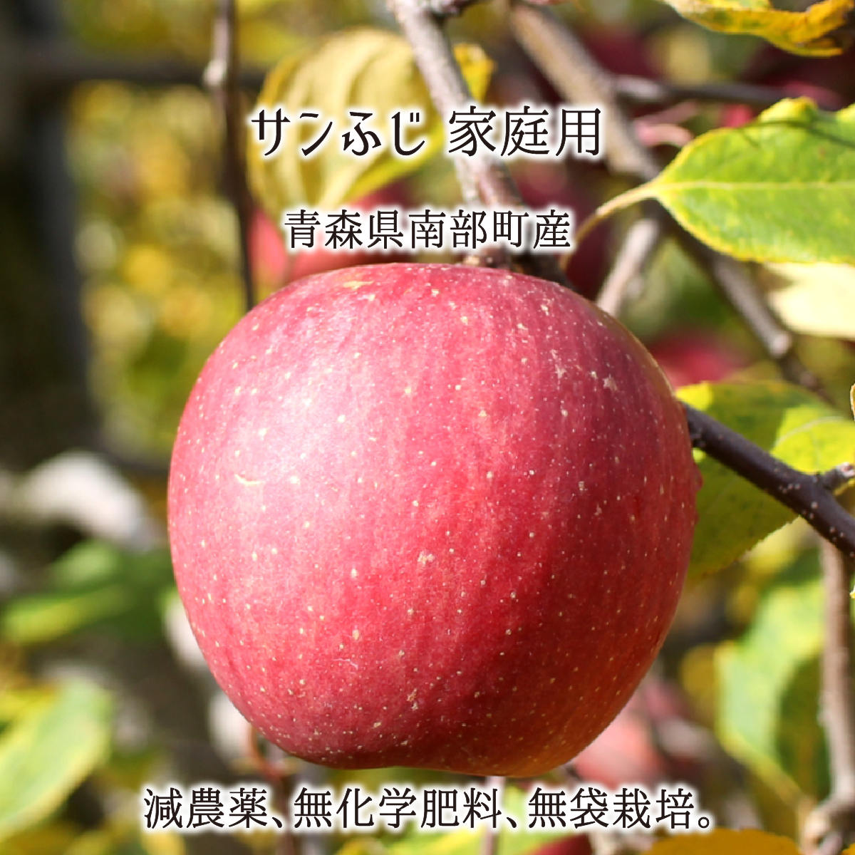 サンふじ 訳あり 5kg 10kg 15kg 減農薬 無化学肥料 青森県南部町産 りんご 家庭用 12月上旬〜3月下旬 送料無料
