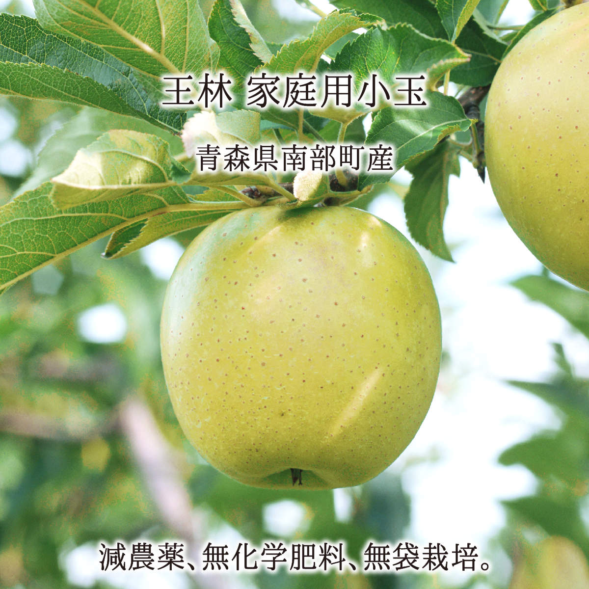 王林 訳あり(小玉) 4.5kg 9kg 13.5kg 減農薬 無化学肥料 青森県南部産 りんご 家庭用 12月上旬〜2月下旬 送料無料