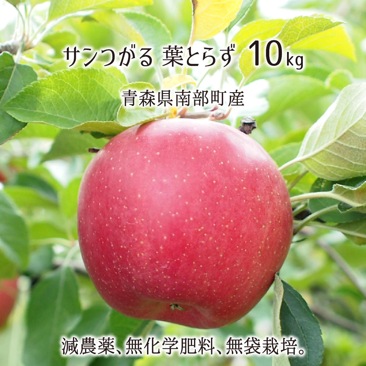 サンつがる 葉とらず 10kg 減農薬 無化学肥料 青森県南部町産 りんご 家庭用 26〜40玉 9月下旬〜10月上旬 送料無料