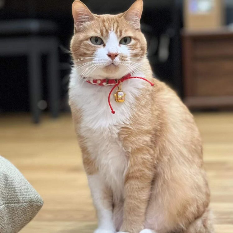送料無料 猫 首輪 ペット 軽い 招き猫鈴 おしゃれ 和風 日式 新作