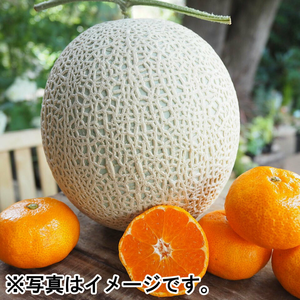 【フルーツギフト】【愛知渥美半島】生産者厳選 メロン・ハウスみかんセット （メロン1玉・みかん1.2kg） ※化粧箱食べごろカード付（メ..