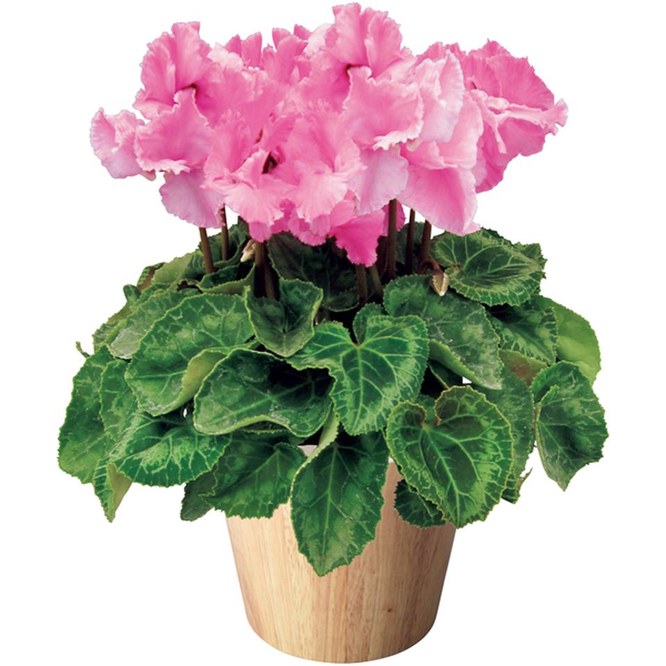 【冬の贈りもの】タカハシプランテーションシクラメン「ひらり」むらさきフレーム（SUSTEE付）