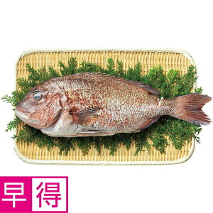 【冬の贈りもの早得】尾鷲物産三重県産活〆養殖真鯛(ウロコ、エラ、ワタ取り)