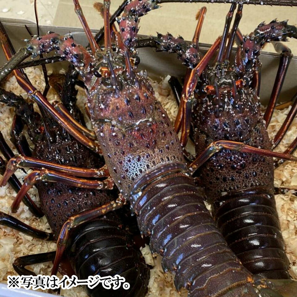【伊勢志摩産直市場】伊勢志摩産 活伊勢海老2匹～3匹(500g入り)のサムネイル