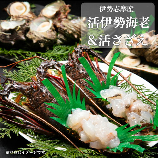 【南伊勢町 丸池】伊勢志摩産 活伊勢海老&活さざえ Aセット(活伊勢海老 2尾、活さざえ 10~12個) 【南伊勢町 丸池】伊勢志摩産 活伊勢海老&活さざえ Aセット(活伊勢海老 2尾、活さざえ 10~12個)