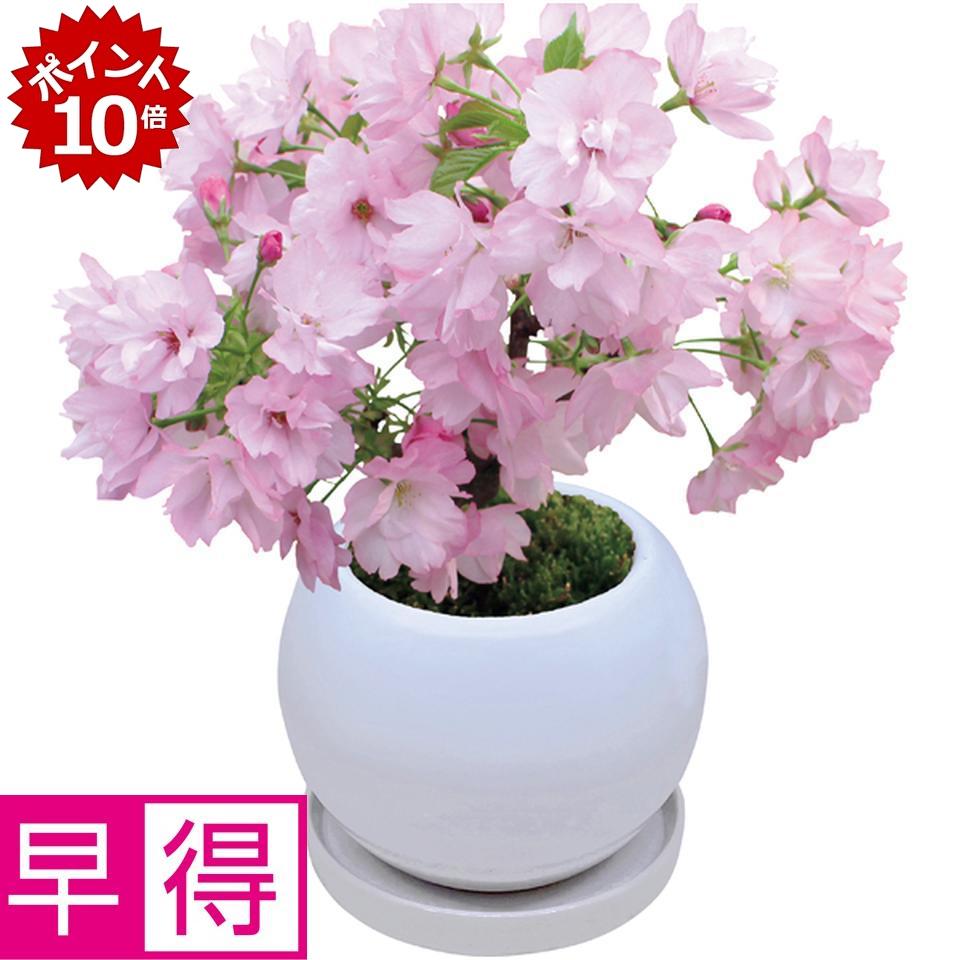★本日 23:59までポイント10倍★【冬の贈りもの早得】フローラル・プロダクツテーブル盆栽「旭山桜」