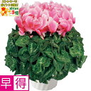 ★ポイント3倍&エントリーで更に+10倍!!★【冬の贈りもの早得】タカハシプランテーションシクラメン「シャイニーピンクウェーブ」(SUSTEE付)