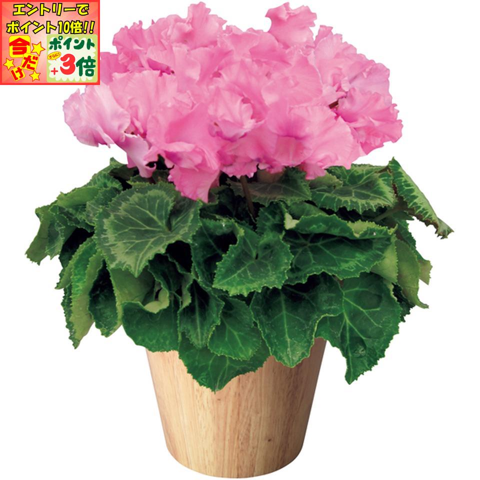 ★ポイント3倍＆エントリーで更に+10倍!!★【冬の贈りもの】タカハシプランテーションシクラメン「ひらり」もも（SUSTEE付）