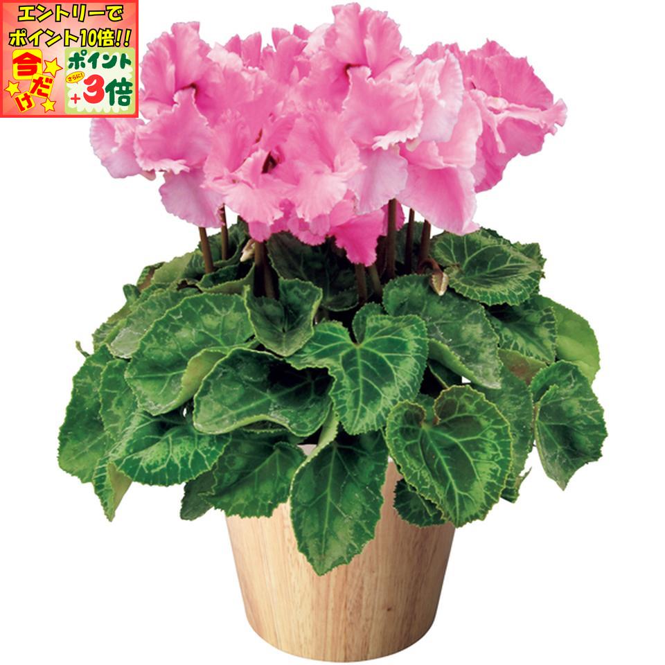 ★ポイント3倍＆エントリーで更に+10倍!!★【冬の贈りもの】タカハシプランテーションシクラメン「ひらり」むらさきフレーム（SUSTEE付）