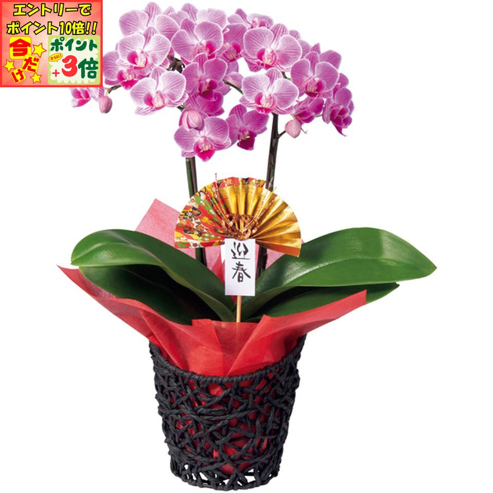 ★ポイント3倍＆エントリーで更に+10倍!!★【冬の贈りもの】椎名洋ラン園迎春の胡蝶蘭（SUSTEE付）