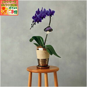 ★ポイント3倍&エントリーで更に+10倍!!★【冬の贈りもの】石原産業胡蝶蘭「BLUE GENE(ブルージーン)」(SUSTEE付)1本立