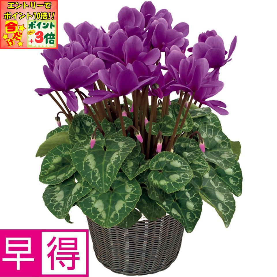 ★ポイント3倍＆エントリーで更に+10倍!!★【冬の贈りもの早得】矢祭園芸シクラメン「チモ・ブルー」（SUSTEE付）