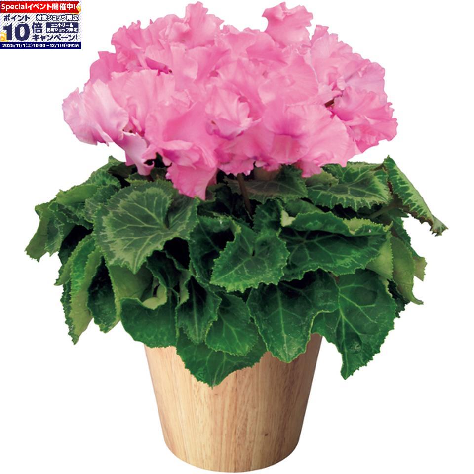 ★エントリーでポイント10倍★【冬の贈りもの】タカハシプランテーションシクラメン「ひらり」もも（SUSTEE付）