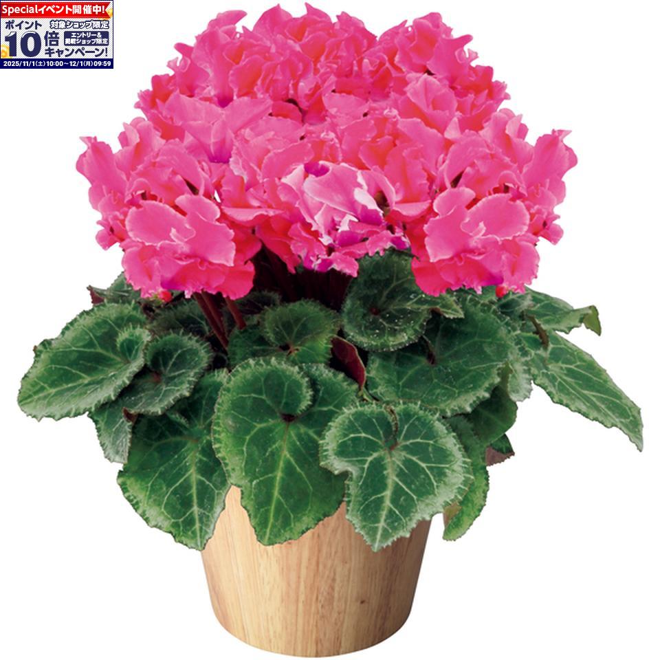 ★エントリーでポイント10倍★【冬の贈りもの】タカハシプランテーションシクラメン「ひらり」ももフレーム（SUSTEE付）