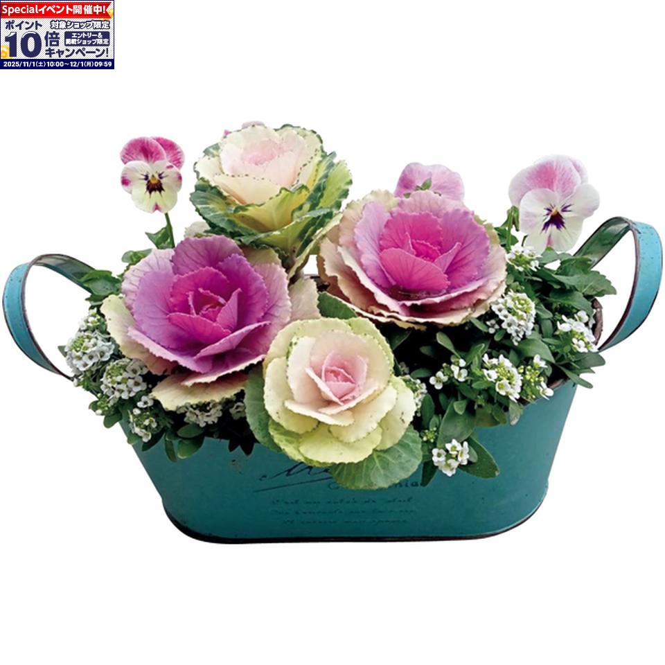 ★エントリーでポイント10倍★【冬の贈りもの】花の海冬の寄せ植え「Lovely Day」（SUSTEE付）