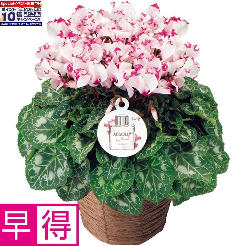★エントリーでポイント10倍★【冬の贈りもの早得】登坂園芸シクラメン「アブソリュ・ドゥ・モレル」（SUSTEE付）